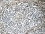 NALP1 Antibody in Immunohistochemistry (Paraffin) (IHC (P))