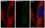 CEP128 Antibody in Immunocytochemistry (ICC/IF)