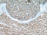 DMGDH Antibody in Immunohistochemistry (Paraffin) (IHC (P))