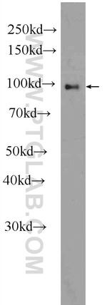 DMGDH Antibody in Western Blot (WB)