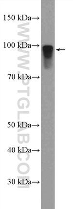 DMGDH Antibody in Western Blot (WB)