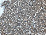 GLDC Antibody in Immunohistochemistry (Paraffin) (IHC (P))