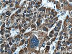 GLDC Antibody in Immunohistochemistry (Paraffin) (IHC (P))