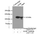 GLDC Antibody in Immunoprecipitation (IP)