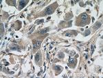 VISTA Antibody in Immunohistochemistry (Paraffin) (IHC (P))