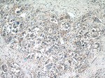 VISTA Antibody in Immunohistochemistry (Paraffin) (IHC (P))