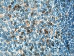 VISTA Antibody in Immunohistochemistry (Paraffin) (IHC (P))