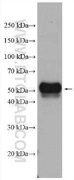 VISTA Antibody in Western Blot (WB)