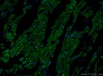 GAL3ST3 Antibody in Immunohistochemistry (PFA fixed) (IHC (PFA))