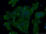 GAL3ST3 Antibody in Immunohistochemistry (PFA fixed) (IHC (PFA))