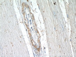 Calponin 1 Antibody in Immunohistochemistry (Paraffin) (IHC (P))