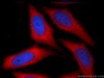 NRBF2 Antibody in Immunocytochemistry (ICC/IF)