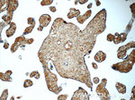 NRBF2 Antibody in Immunohistochemistry (Paraffin) (IHC (P))