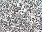 NRBF2 Antibody in Immunohistochemistry (Paraffin) (IHC (P))