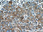 NRBF2 Antibody in Immunohistochemistry (Paraffin) (IHC (P))