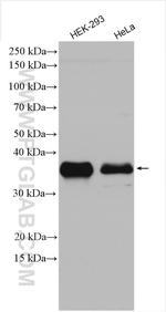 NRBF2 Antibody in Western Blot (WB)