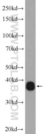 NRBF2 Antibody in Western Blot (WB)