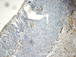 NMU Antibody in Immunohistochemistry (Paraffin) (IHC (P))