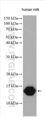 LALBA Antibody in Western Blot (WB)