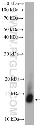 LALBA Antibody in Western Blot (WB)