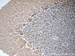 WDR81 Antibody in Immunohistochemistry (Paraffin) (IHC (P))