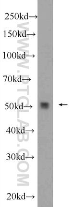 PPP2R3C Antibody in Western Blot (WB)