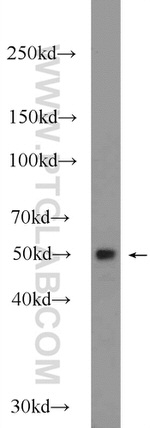 PPP2R3C Antibody in Western Blot (WB)