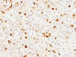 FSH-beta (Follicle Stimulating Hormone-beta) Antibody in Immunohistochemistry (Paraffin) (IHC (P))