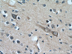 CYP7B1 Antibody in Immunohistochemistry (Paraffin) (IHC (P))