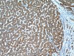 CYP7B1 Antibody in Immunohistochemistry (Paraffin) (IHC (P))