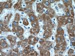 CYP7B1 Antibody in Immunohistochemistry (Paraffin) (IHC (P))