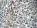 EVI2B Antibody in Immunohistochemistry (Paraffin) (IHC (P))