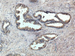 PTGER4 Antibody in Immunohistochemistry (Paraffin) (IHC (P))