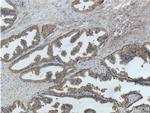 PTGER4 Antibody in Immunohistochemistry (Paraffin) (IHC (P))