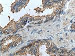 PTGER4 Antibody in Immunohistochemistry (Paraffin) (IHC (P))