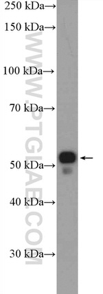 PTGER4 Antibody in Western Blot (WB)