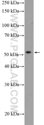 PTGER4 Antibody in Western Blot (WB)