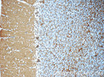 GEMIN5 Antibody in Immunohistochemistry (Paraffin) (IHC (P))