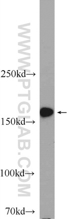 GEMIN5 Antibody in Western Blot (WB)