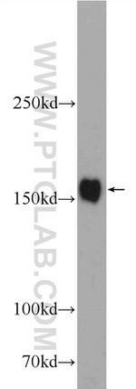 GEMIN5 Antibody in Western Blot (WB)