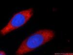 GEMIN5 Antibody in Immunocytochemistry (ICC/IF)