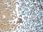 GEMIN5 Antibody in Immunohistochemistry (Paraffin) (IHC (P))
