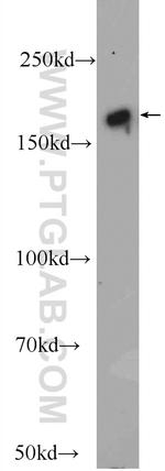 GEMIN5 Antibody in Western Blot (WB)