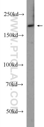 LRP5 Antibody in Western Blot (WB)