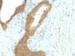 Alkaline Phosphatase (Tissue-Nonspecific) Antibody in Immunohistochemistry (Paraffin) (IHC (P))