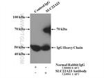 SLC22A23 Antibody in Immunoprecipitation (IP)