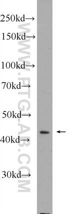 SOX17 Antibody in Western Blot (WB)