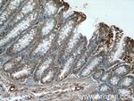 Prokineticin 2 Antibody in Immunohistochemistry (Paraffin) (IHC (P))