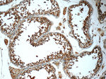 Prokineticin 2 Antibody in Immunohistochemistry (Paraffin) (IHC (P))