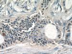 JUN Antibody in Immunohistochemistry (Paraffin) (IHC (P))